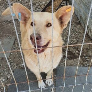 KOKO - reserviert Kathleen Müller - vermittelt