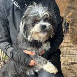 HAMMY (♂) - RBB 04/24