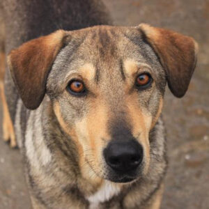 MAKAIO - reserviert Anna (TR/HU) 13.03 - vermittelt