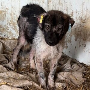 JACKY (♂) - Notfall - zu dünn, starke Hautprobleme - reserviert Tierhilfe Lebenswert DR - vermittelt
