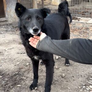 MARAMA (♀) - ausgereist zum TST Rösrath