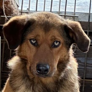 MEILO (♂) - seit 2019 im Shelter