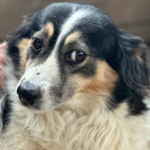 DANUTA (♀) - auf PDR PS im PLZ Bezirk 21 - vermittelt