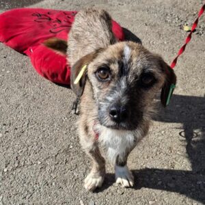 NOELO (♂) - ausgereist zu Kathleen Müller