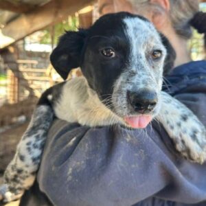 FRENI (♀) - ausgereist zum TST