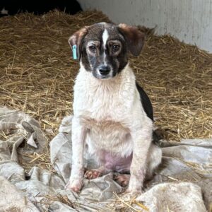 BAMBAM (♂) - vermisst 11/24