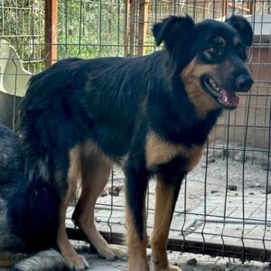 RIAN (♂) - vermisst 11/24