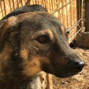 EDIZ - reserviert Lorraine - vermittelt