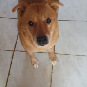 ERIK - Notfall - reserviert TINO - vermittelt