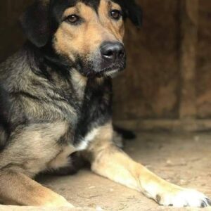 AYLA - reserviert für Gnadenhof OHANA (AL) - vermittelt