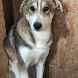 FRIEDOLIN - reserviert NadineH - vermittelt