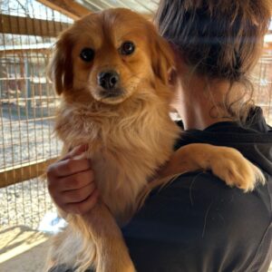 JAKEY (♂) - ausgereist zum TST Rösrath