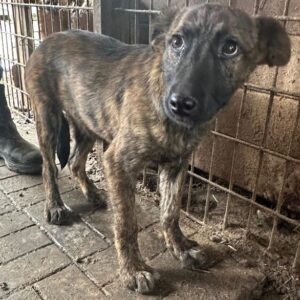 MIEKE (♀) - vermittelt LS