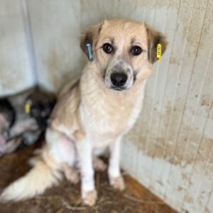 WANYA (♀) - beginnende Hautprobleme