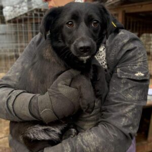 KASHA (♀) - auf PDR PS im PLZ Bezirk 18