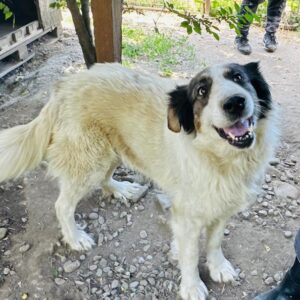 SPICE (♀) - NOTFALL - Mobbingopfer - dringend Platz gesucht! - seit mindestens 2020 im Shelter - ausgereist zur Tierhilfe Lebenswert DR (25.04.25)