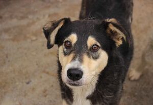 MACHU - reserviert Manuela - vermittelt