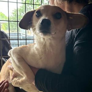 WINKY (♀) - auf PDR PS im PLZ Bezirk 18 - vermittelt