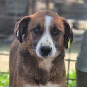 FILOMENA (♀) - Notfall, viel zu dünn