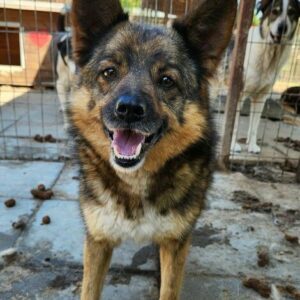 KYLIE (♀) - vermittelt NH