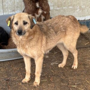 GRACIE (♀) - ausgereist zum TST