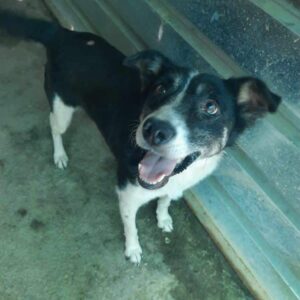 SOLIERA (♀) - ausgereist zu TINO