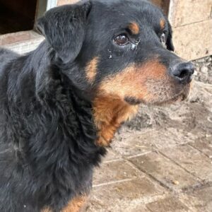 BRONCO - linke Hinterpfote fehlt größtenteils