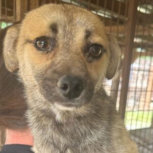 MANUEL (♂) - ausgereist zu TINO