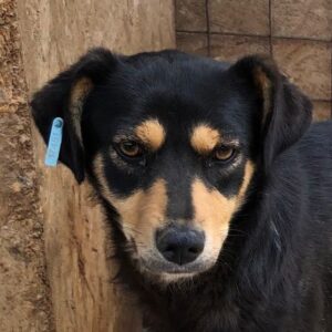 FRIZZIE (♀) - vermisst 11/24