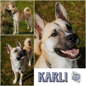 Karli (♂) in 99636 Ostramondra - vermittelt