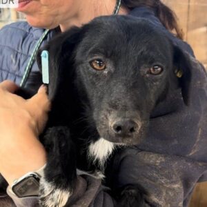 JANNA (♀) reist auf eine Pflegestelle in PLZ 313 ( 26.05. N.E.)