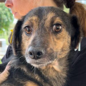 ARGOS (♂) - auf PS im PLZ 66xx *ausgereist* - vermittelt