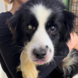 CAPONE (♂) - Notfall-Senior - als PDR GPH auf dem Eulenhof