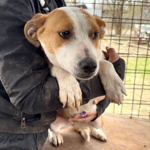 SHEWANA (♀) - auf PDR PS im PLZ Bezirk 18 - vermittelt