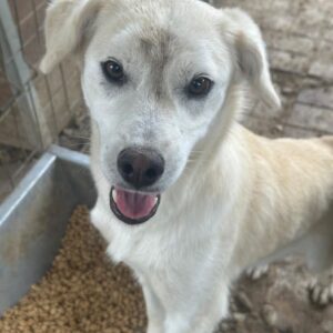 JERRY (♂) - ausgereist zum TST Rösrath