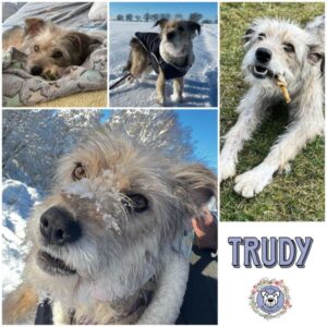 TRUDY (♀) in 15306 Seelow - vermittelt