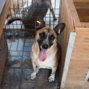 CHRISTER - auf Pflegestelle in PLZ 4 - vermittelt