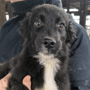 GIANDUJA (♀) - vermittelt MD