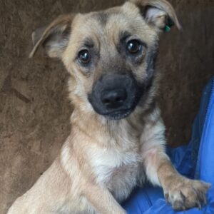 AZIZA (♀) - ausgereist zu Tiere in Not Odenwald e.V. (PM)