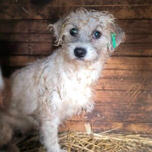 LOCKY (♀) - vermittelt LS