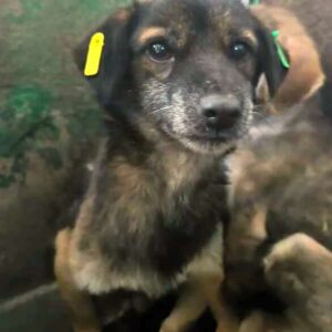 TAMER (♂) - vermittelt LS