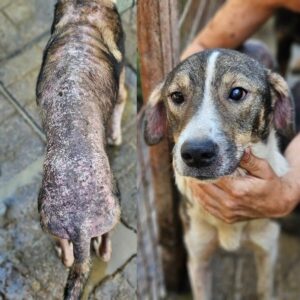 RILEY (♂) - Notfall in Rumänien - jetzt auf PS im PLZ Bereich 183