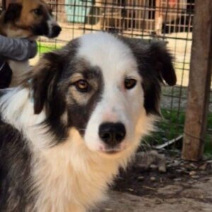 MALAYSIA (♂) - auf PS im PLZ Bereich 57 (SE)