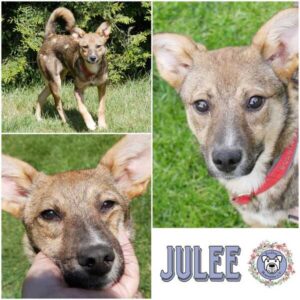 JULEE (♀) in 21493 Möhnsen - reserviert