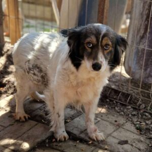 HELGA (♀) - ausgereist zum TST Rösrath