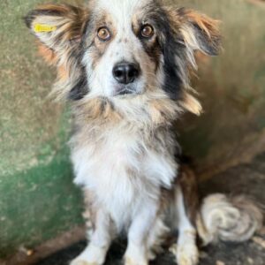 WLADI (♂) - ausgereist zum TH Tuttlingen