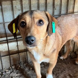 DORI (♀) - ausgereist zum TST Rösrath