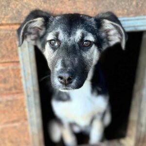 KALINA (♀) - auf PS im PLZ Bereich 21 (SE)