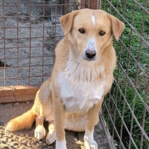 MUTZI (♀) - seit 2018 im Shelter