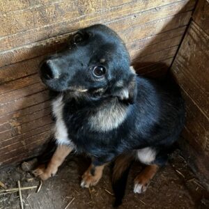 VIKA (♀) - auf PDR PS im PLZ Bezirk 12 - vermittelt